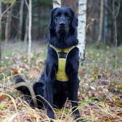 Hund Aaron vom Langewiesenbach Hovawart