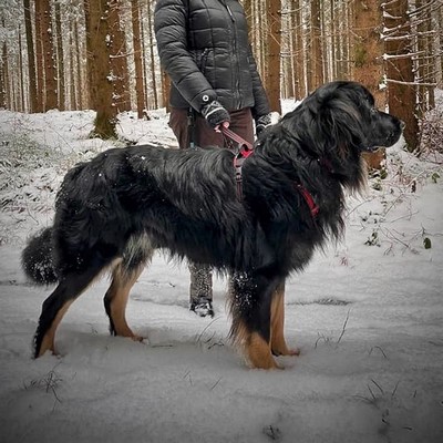 Hund Deano vom Heidschnuckenhof Hovawart