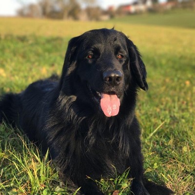 Hund Derex Dexter vom Quellenhof Hovawart